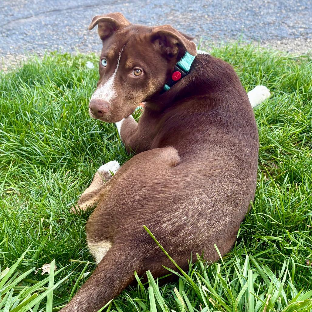 Enlarge Rocker, a Adoptable mixed breed in Ferndale, MI image 4/6