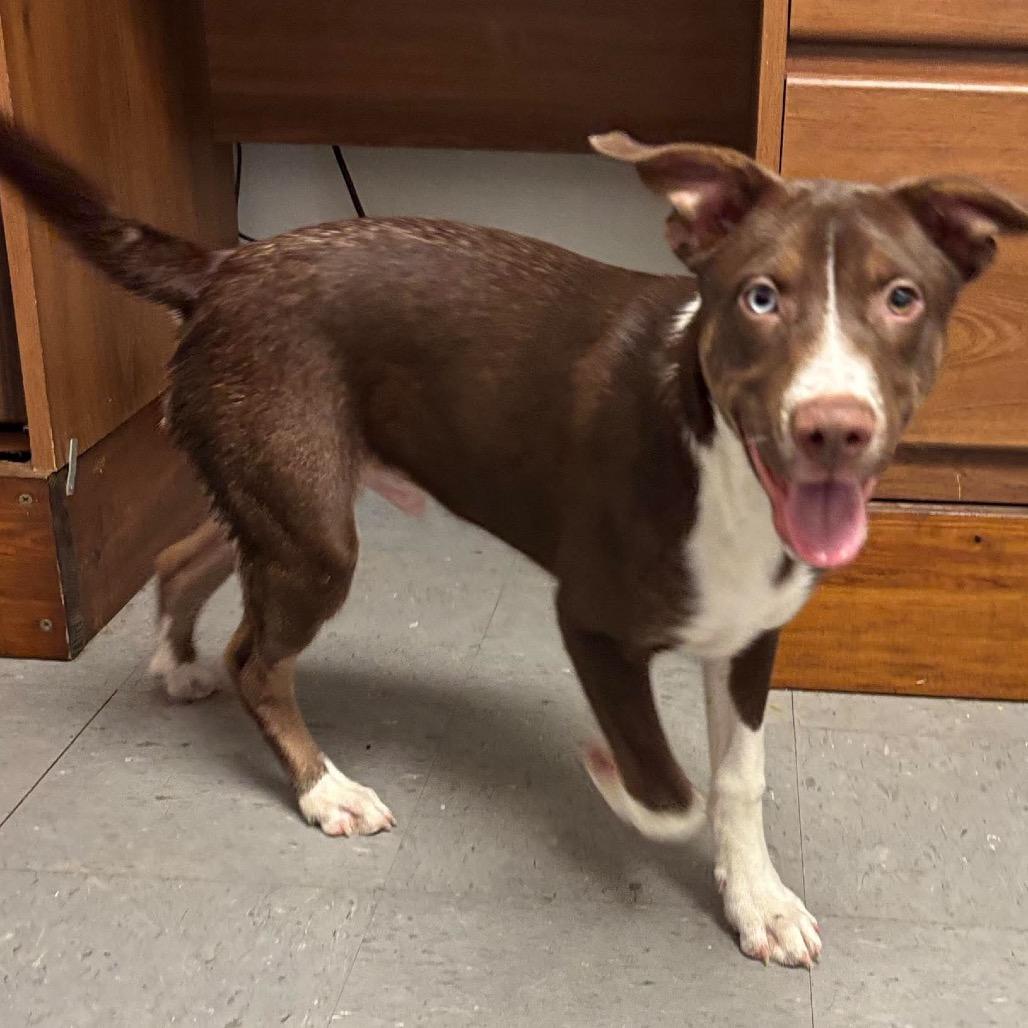 Enlarge Rocker, a Adoptable mixed breed in Ferndale, MI image 5/6