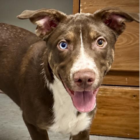 Enlarge Rocker, a Adoptable mixed breed in Ferndale, MI image 6/6
