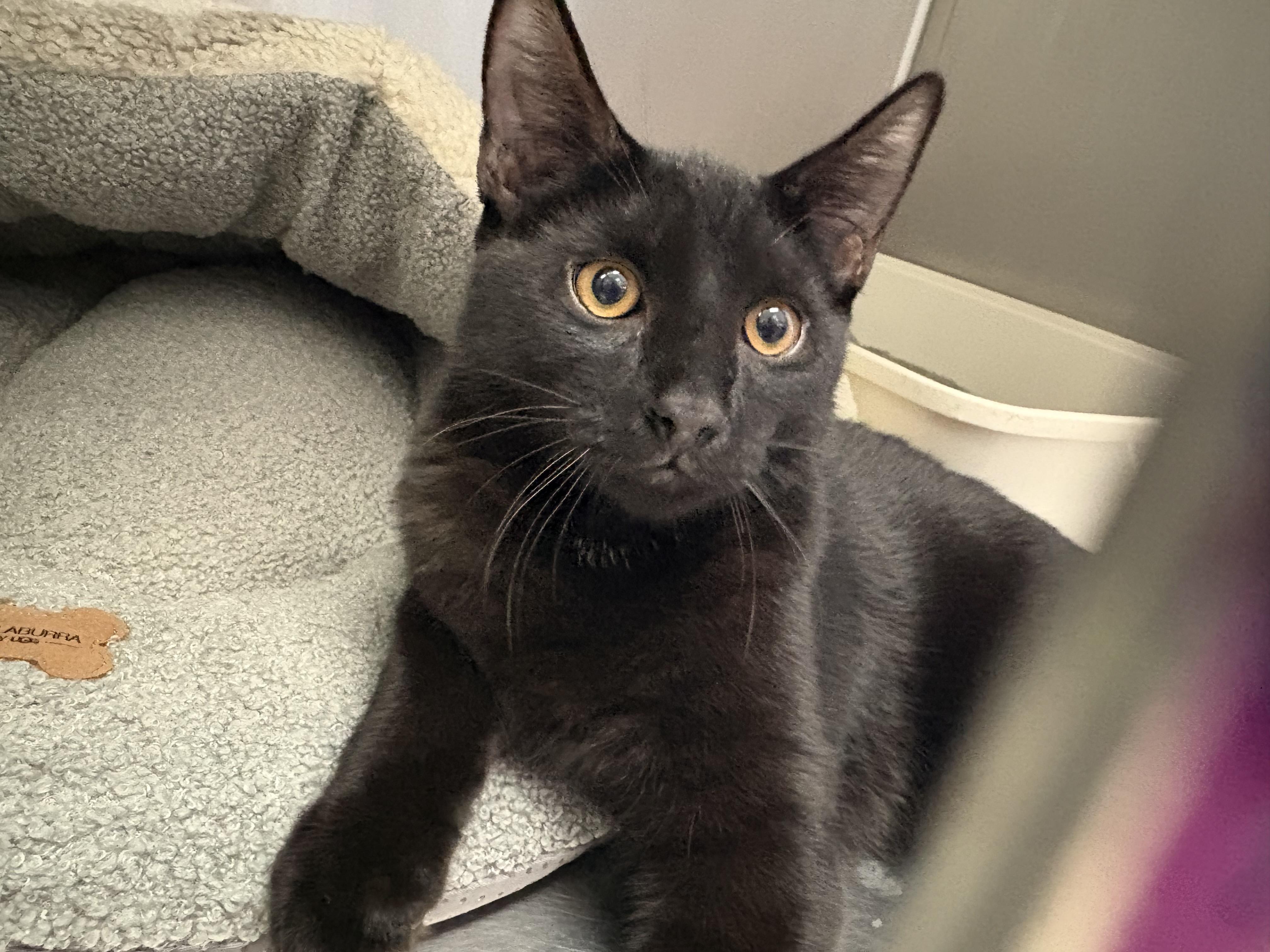 Mango, Adopted, Young Male Domestic Short Hair.