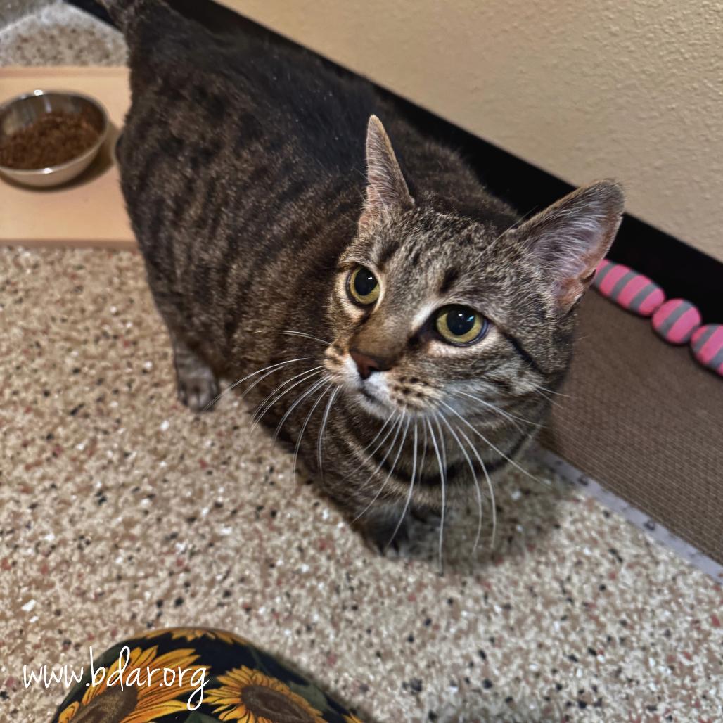 Zelda, Adoptable, Senior Female Domestic Short Hair.