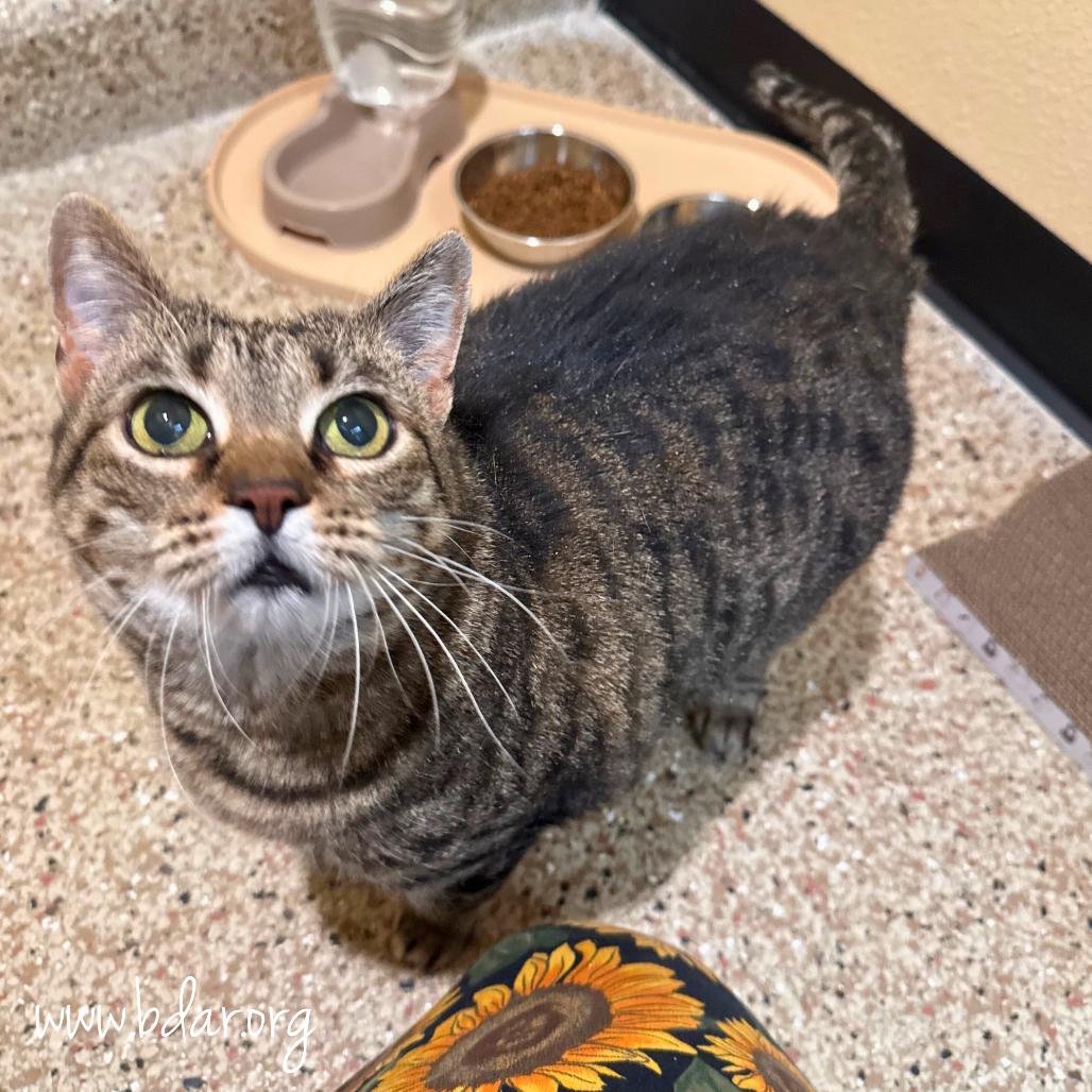 Enlarge Zelda, a Adoptable Domestic Short Hair in Cheyenne, WY image 2/2