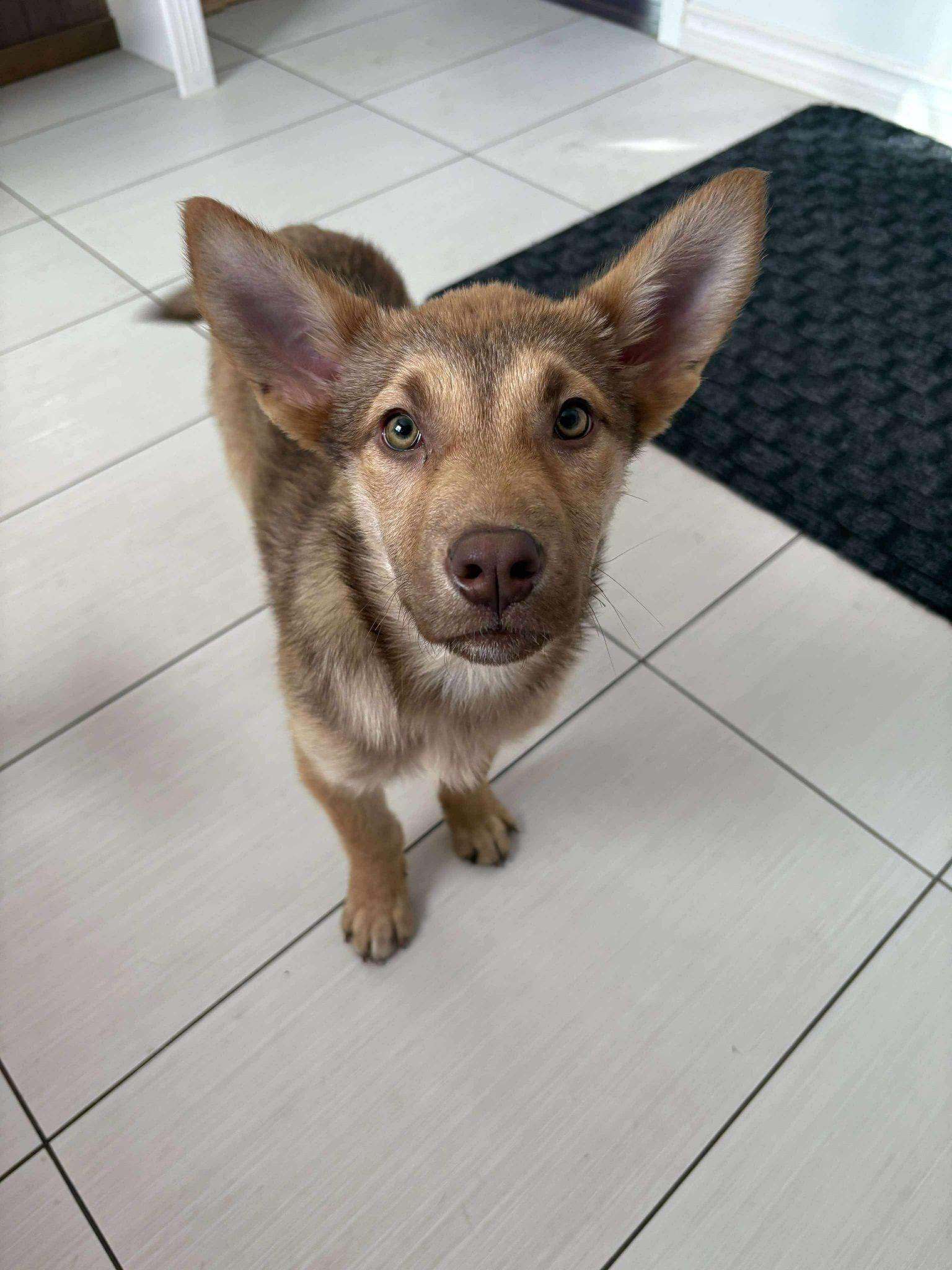 Enlarge Jovie, an adopted mixed breed in Toronto, ON image 1/5