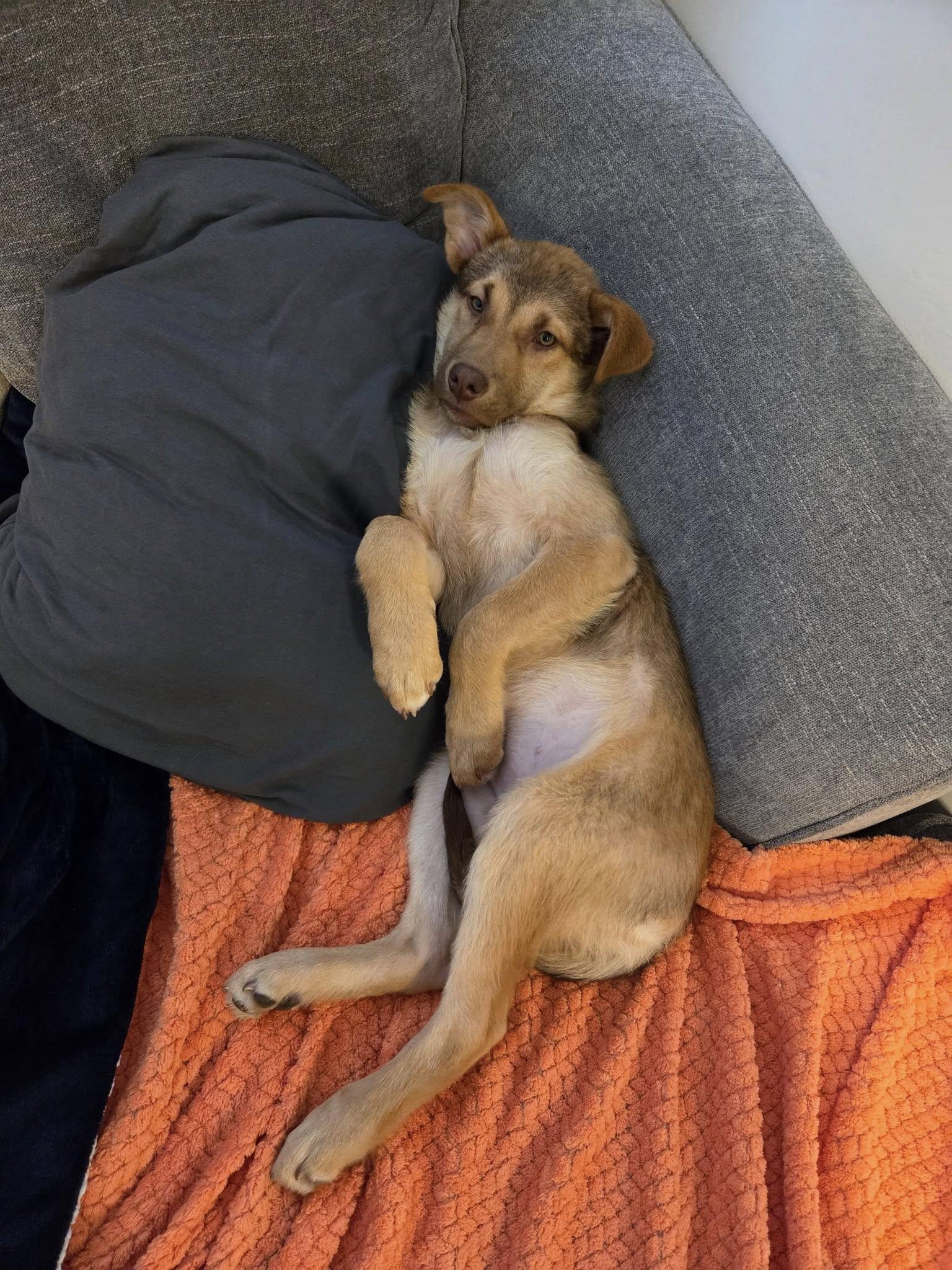 Enlarge Jovie, an adopted mixed breed in Toronto, ON image 2/5