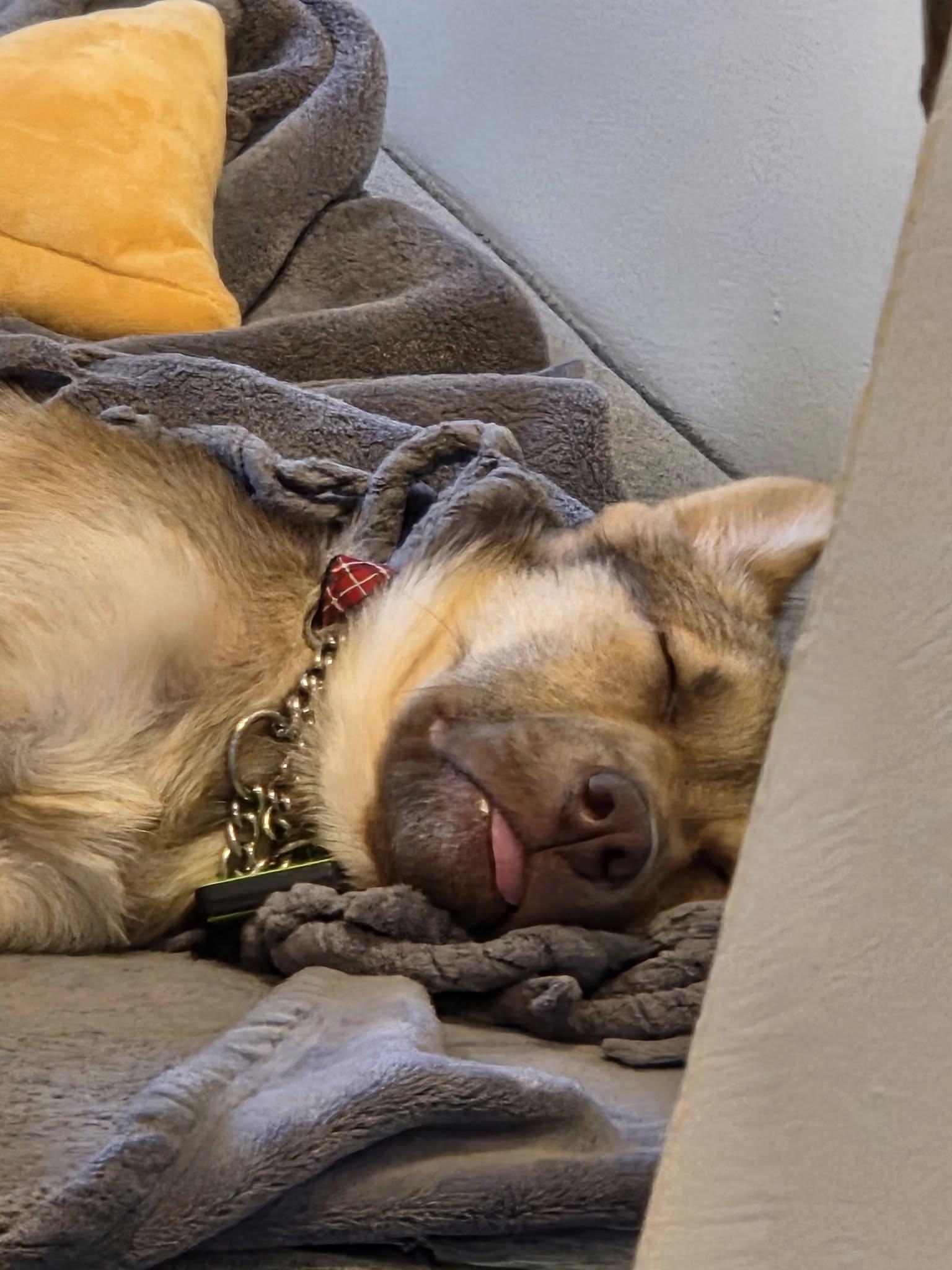 Enlarge Jovie, an adopted mixed breed in Toronto, ON image 3/5