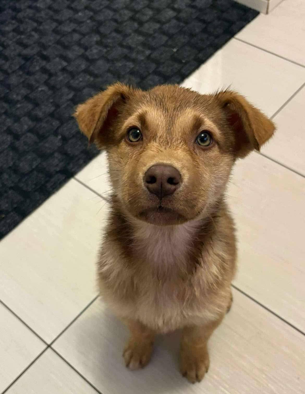 Enlarge Jovie, an adopted mixed breed in Toronto, ON image 4/5