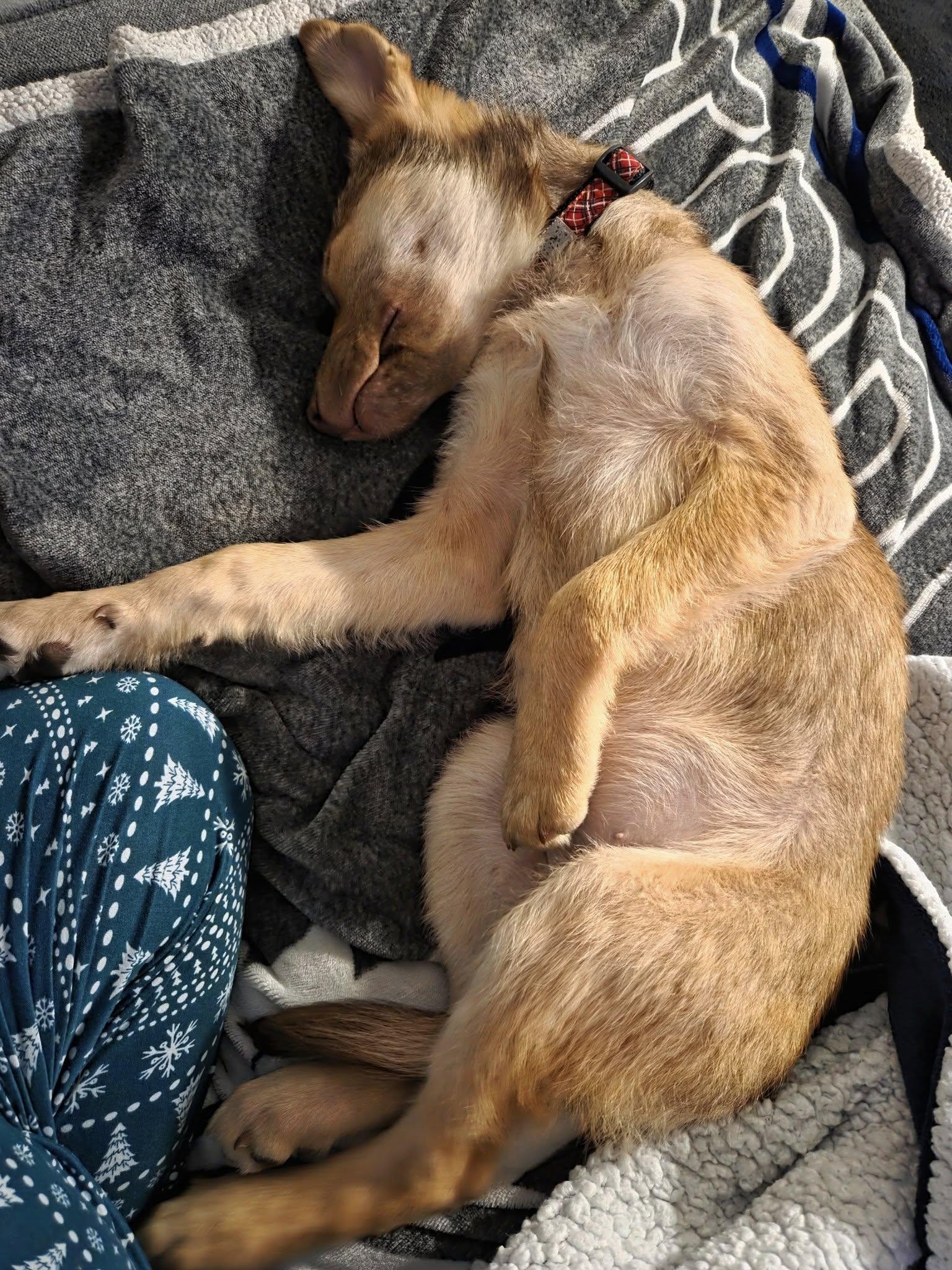 Enlarge Jovie, an adopted mixed breed in Toronto, ON image 5/5