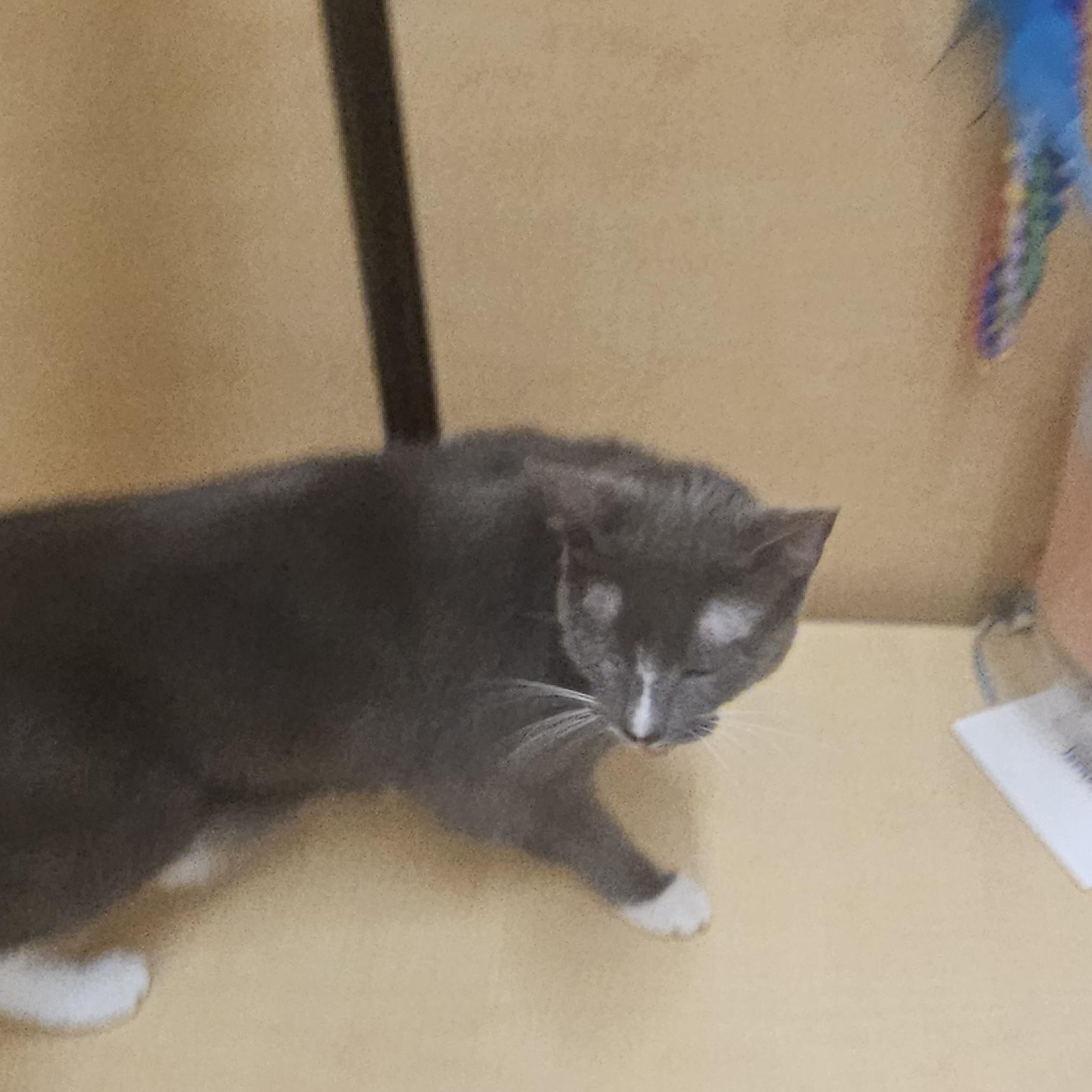 Enlarge Julie, a Adopted Domestic Short Hair in Hazlet, NJ image 1/2