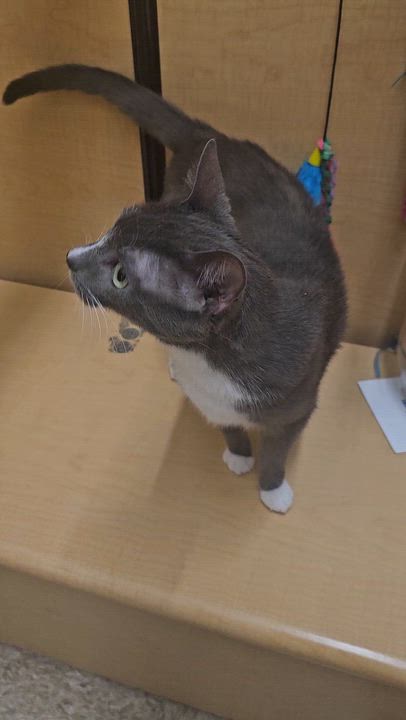 Enlarge Julie, a Adopted Domestic Short Hair in Hazlet, NJ video 2/2