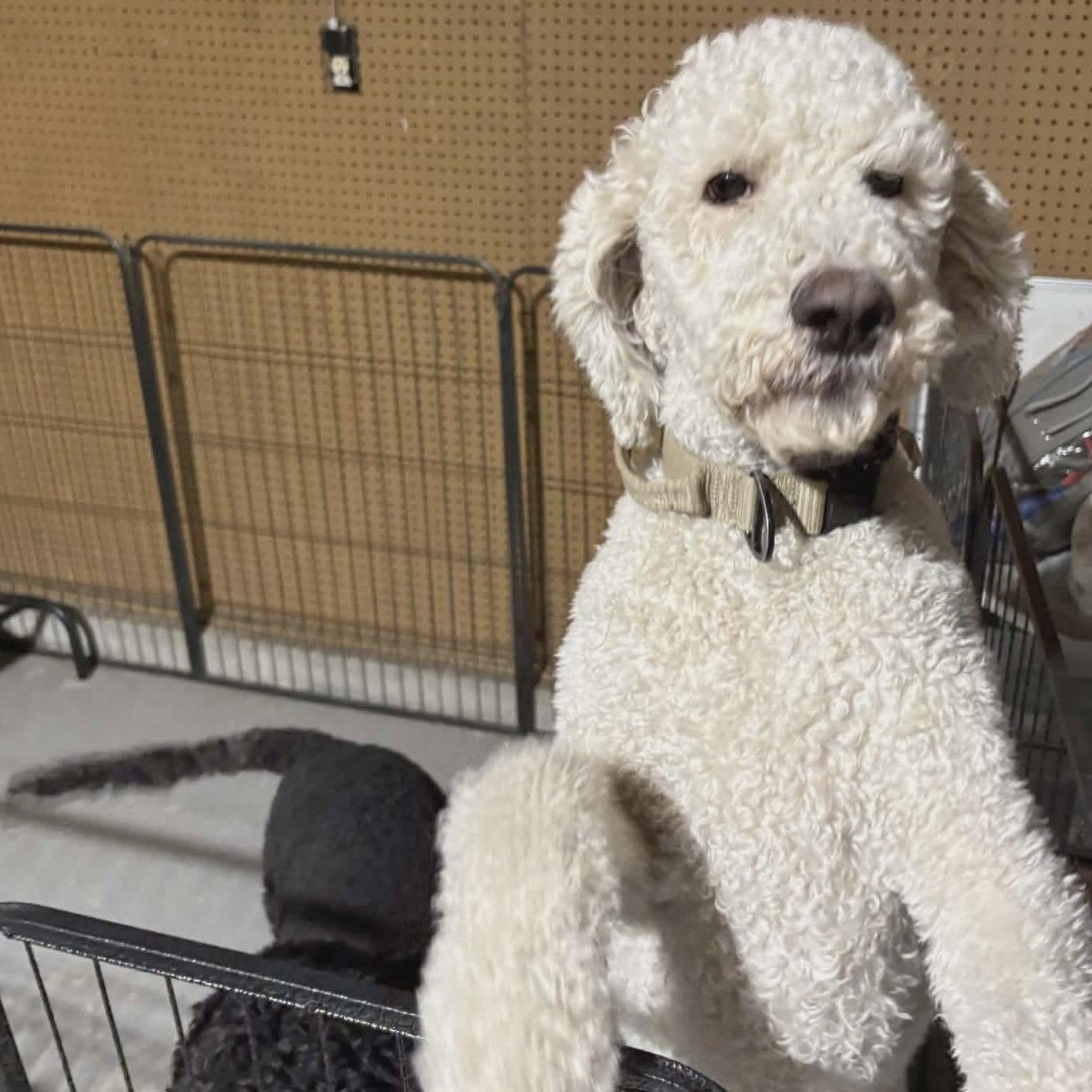 BellaRella, Adopted, Adult Female Labrador Retriever & Standard Poodle.
