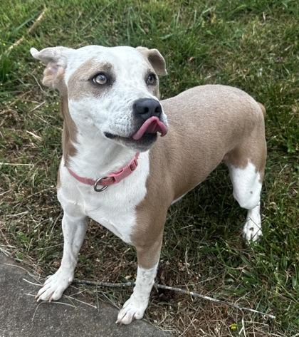 Toodles, Adoptable, Young Female Mixed Breed & Mixed Breed.