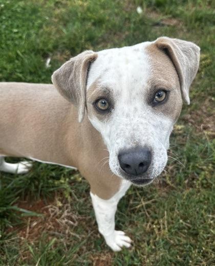 Enlarge Toodles, a Adoptable mixed breed in Wilkesboro, NC image 2/3