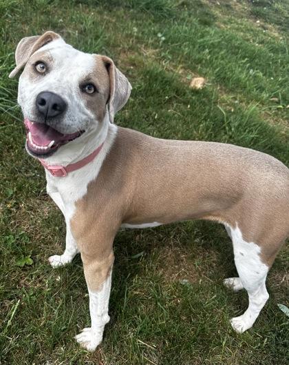 Enlarge Toodles, a Adoptable mixed breed in Wilkesboro, NC image 3/3