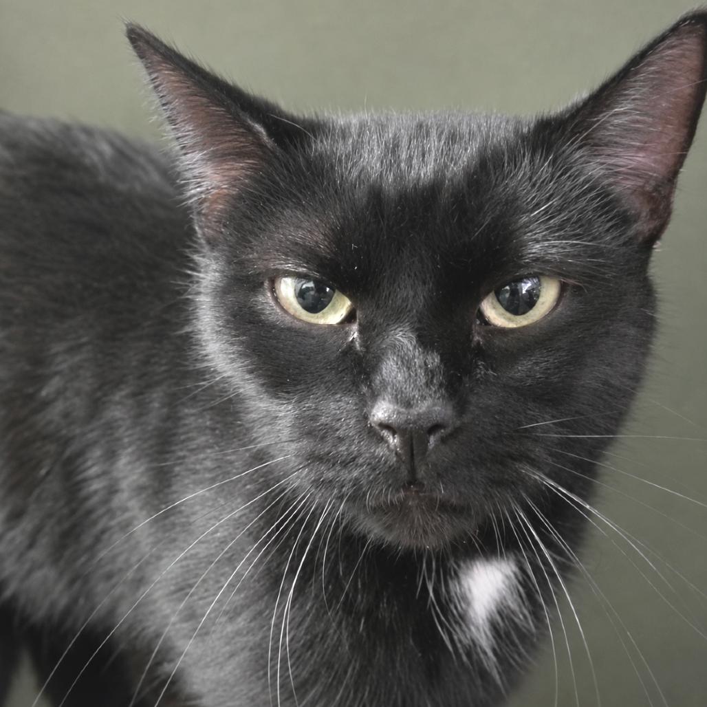 Taylor, Adoptable, Adult Female Domestic Short Hair.