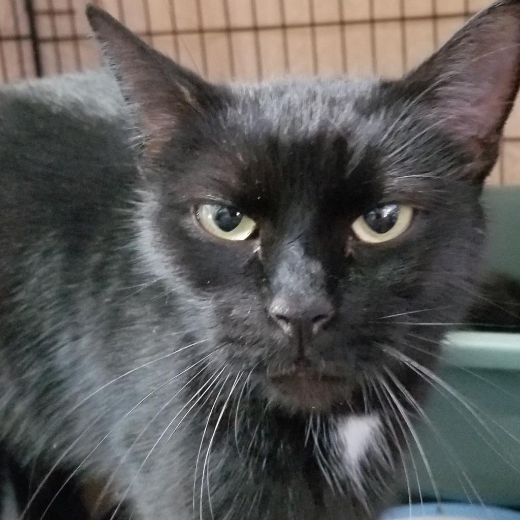 Enlarge Taylor, a Adoptable Domestic Short Hair in Hemet, CA image 1/1