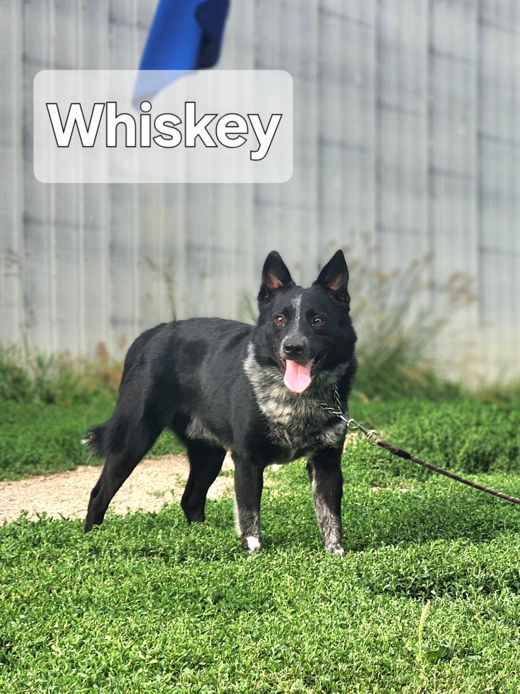 Whiskey, Adult Male unknown
