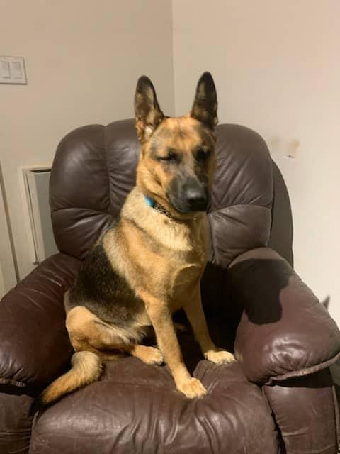 Enlarge Chance, a Adopted German Shepherd Dog in Palgrave, ON image 1/2