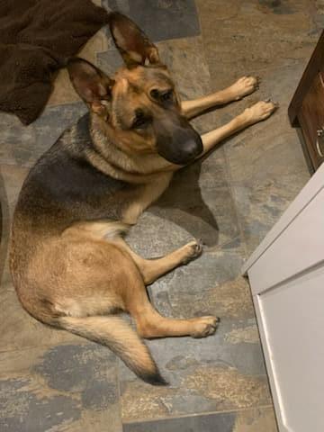 Enlarge Chance, a Adopted German Shepherd Dog in Palgrave, ON image 2/2