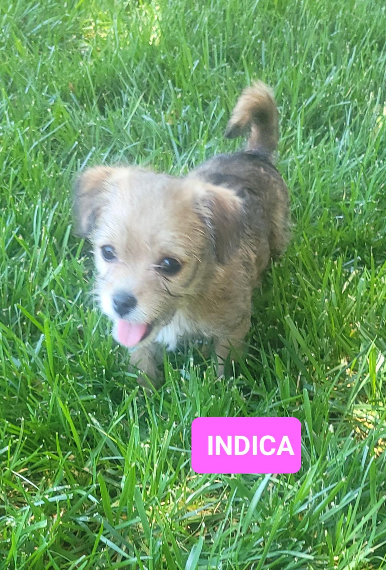 Indica, a ADOPTABLE mixed breed in Reseda, CA image 5/5