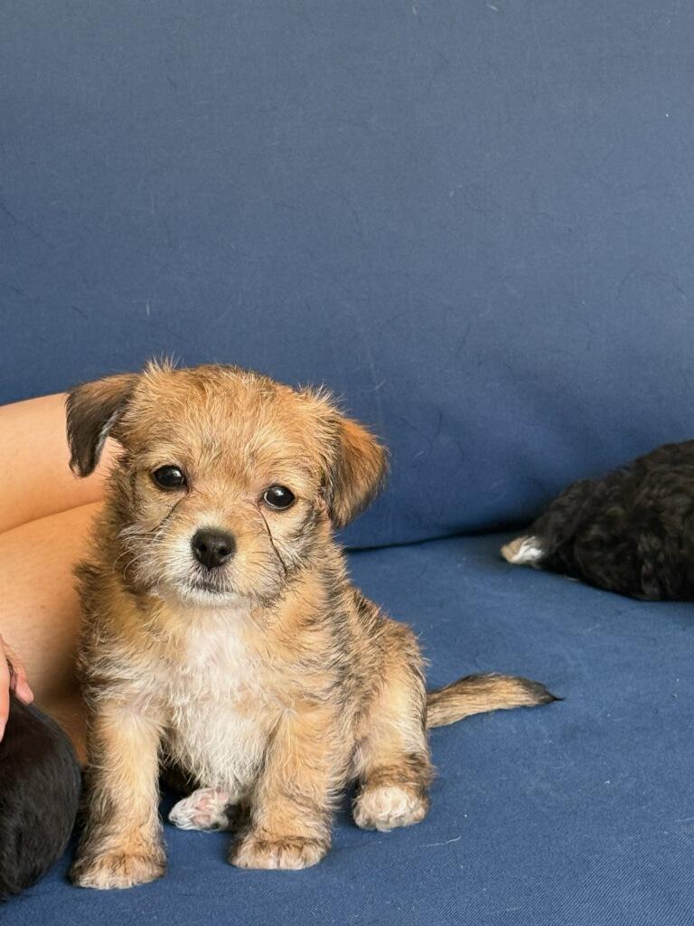 Indica, a ADOPTABLE mixed breed in Reseda, CA image 1/5