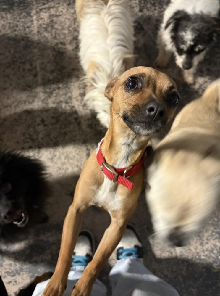 Fern, Adoptable, Puppy Female Chihuahua & Terrier.