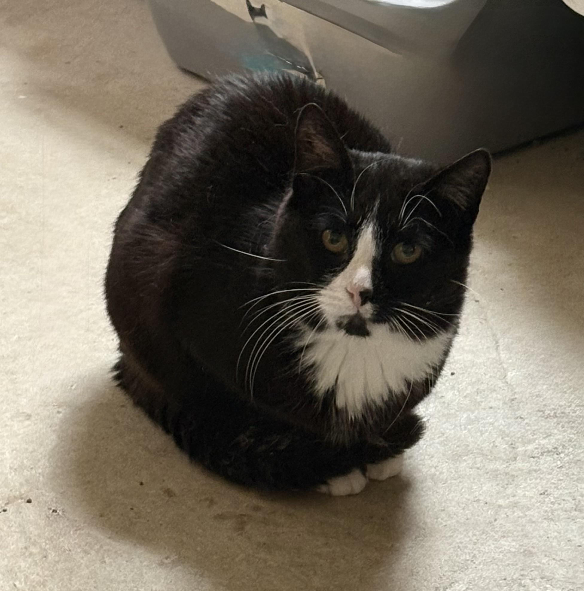 Enlarge Tux Presidential, an adopted Domestic Short Hair in Bellmawr, NJ image 3/3