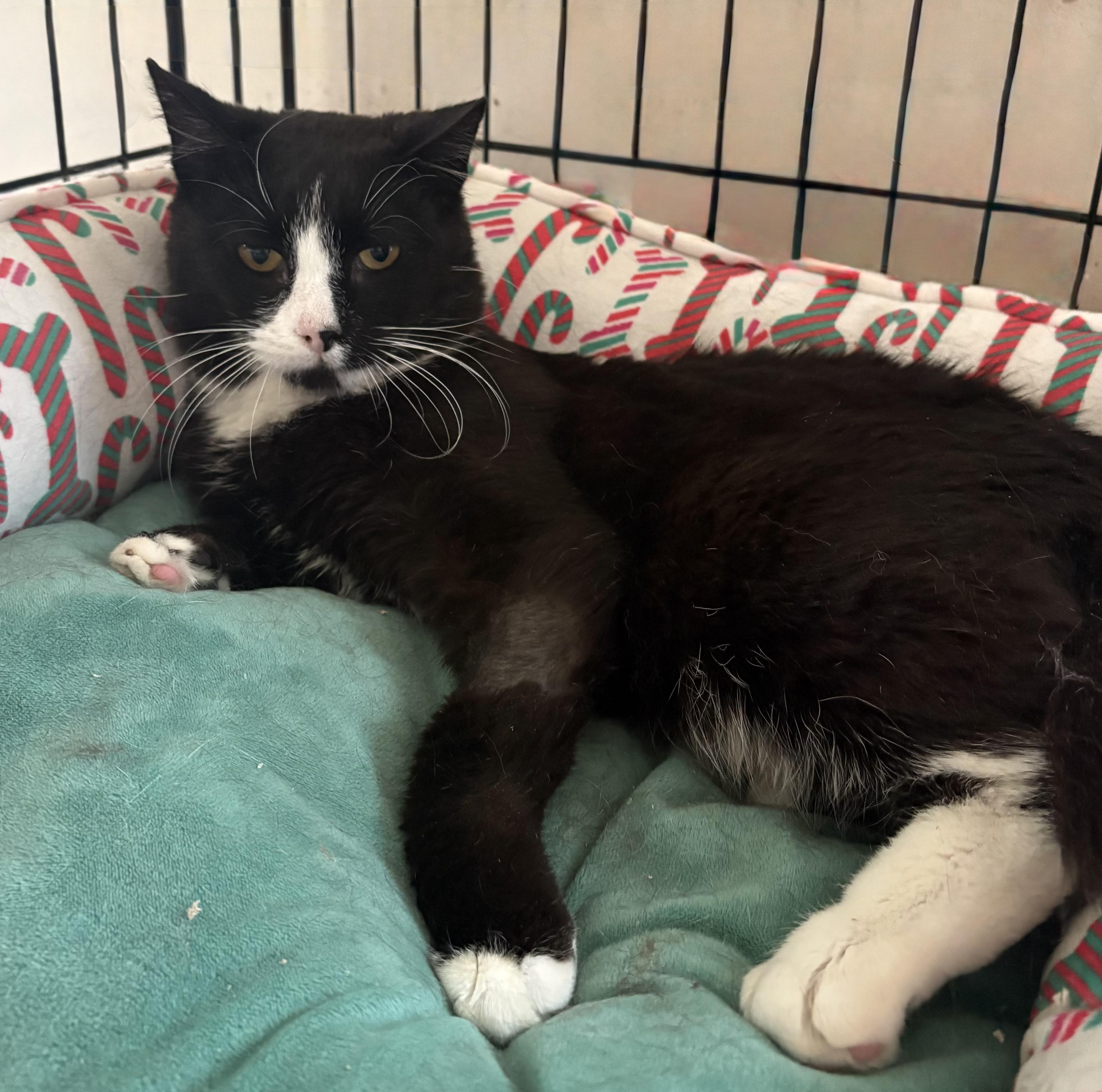 Enlarge Tux Presidential, an adopted Domestic Short Hair in Bellmawr, NJ image 1/3