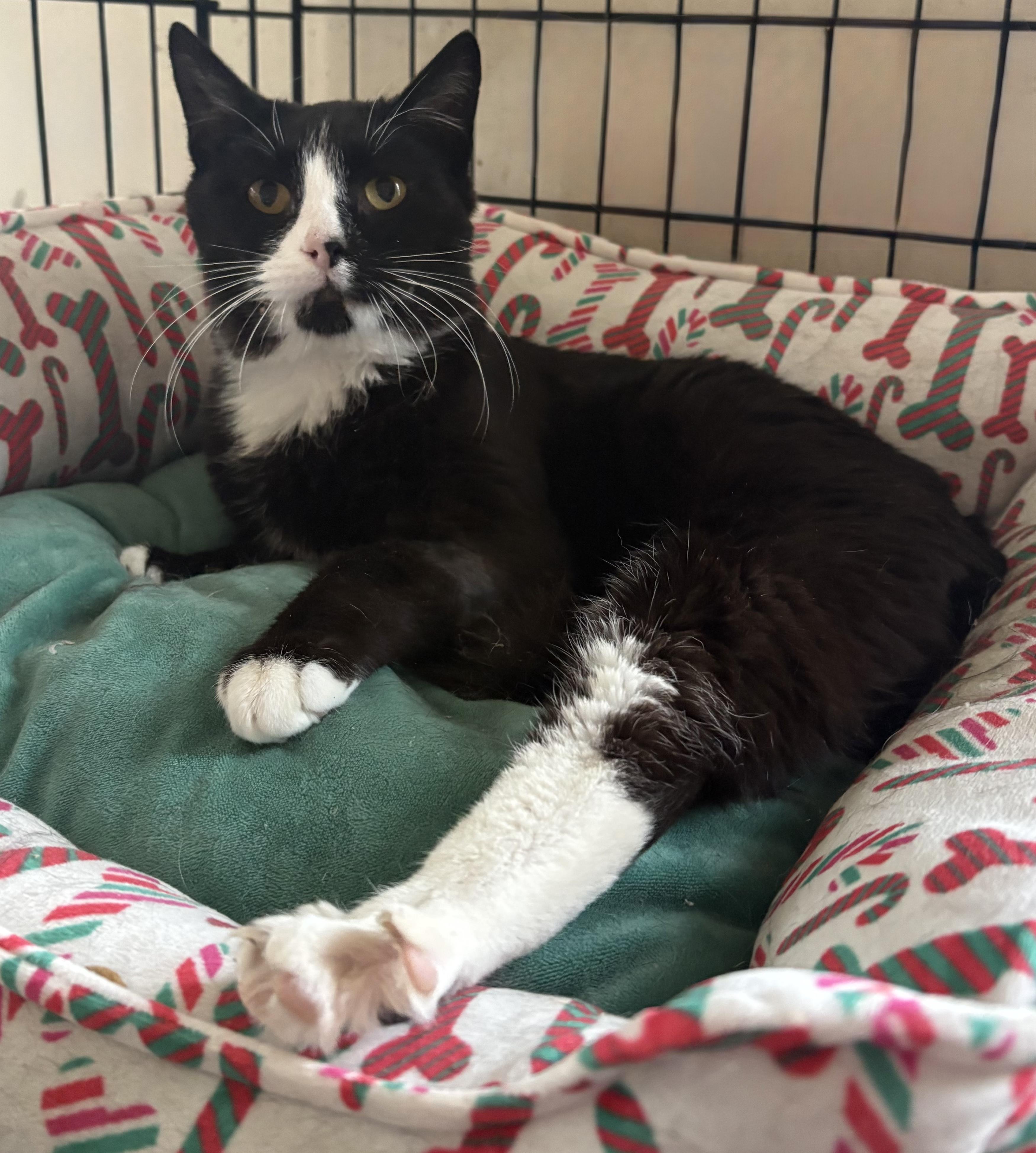 Enlarge Tux Presidential, an adopted Domestic Short Hair in Bellmawr, NJ image 2/3