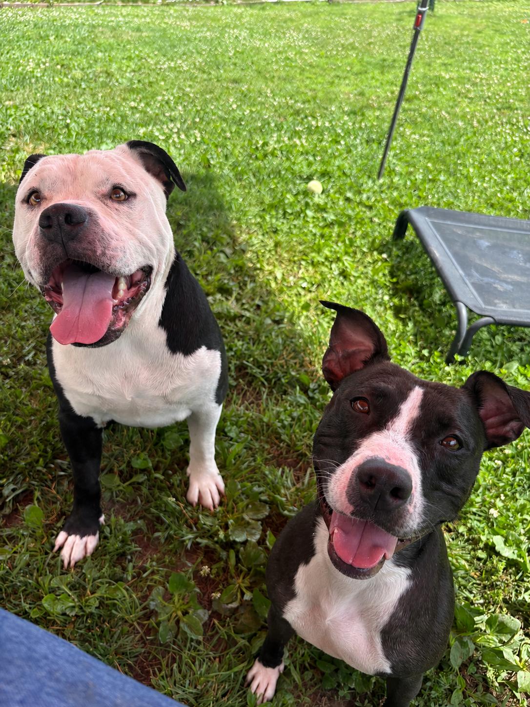 Velvet, a ADOPTABLE mixed breed in Monroe, OH image 5/5