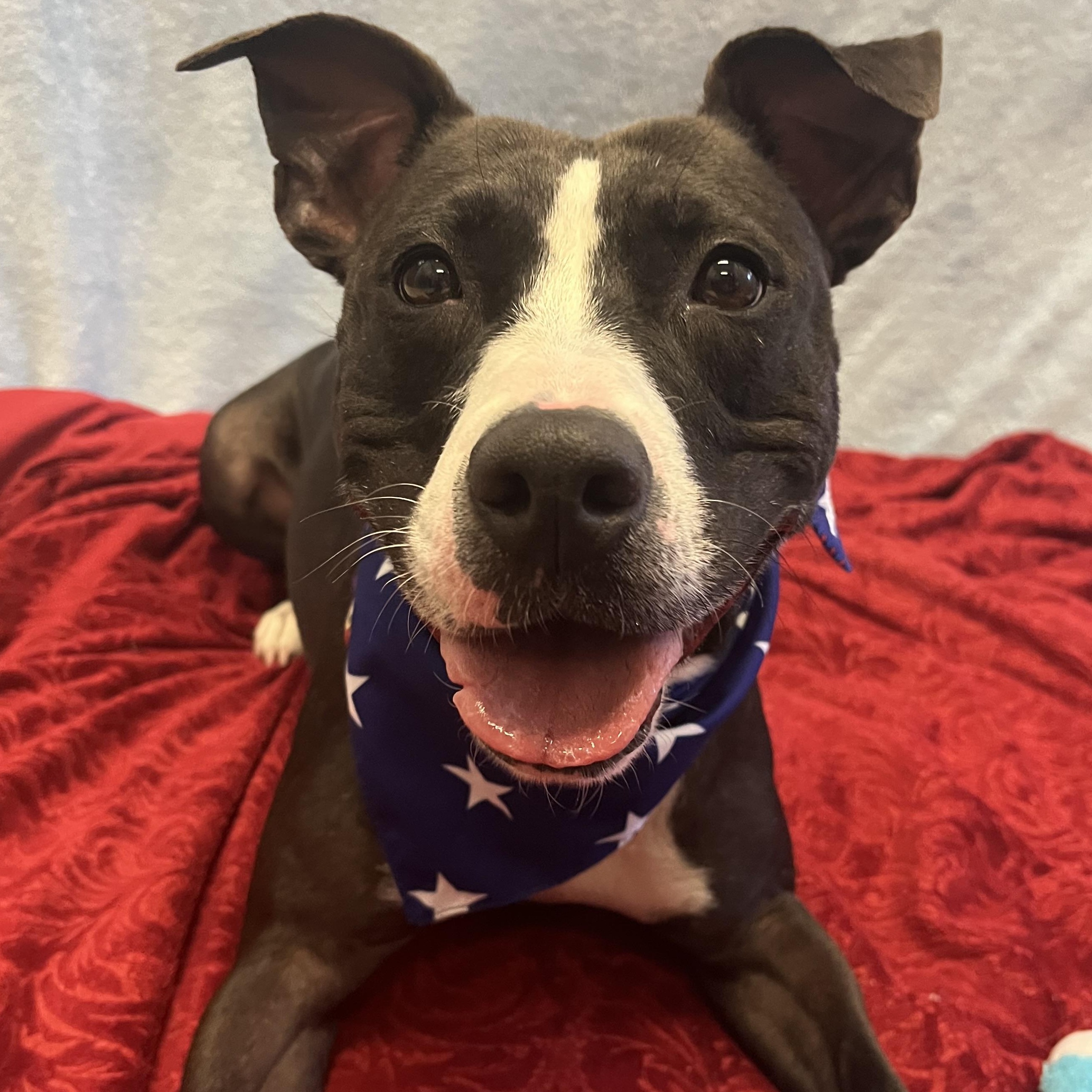 Velvet, a ADOPTABLE mixed breed in Monroe, OH image 1/6