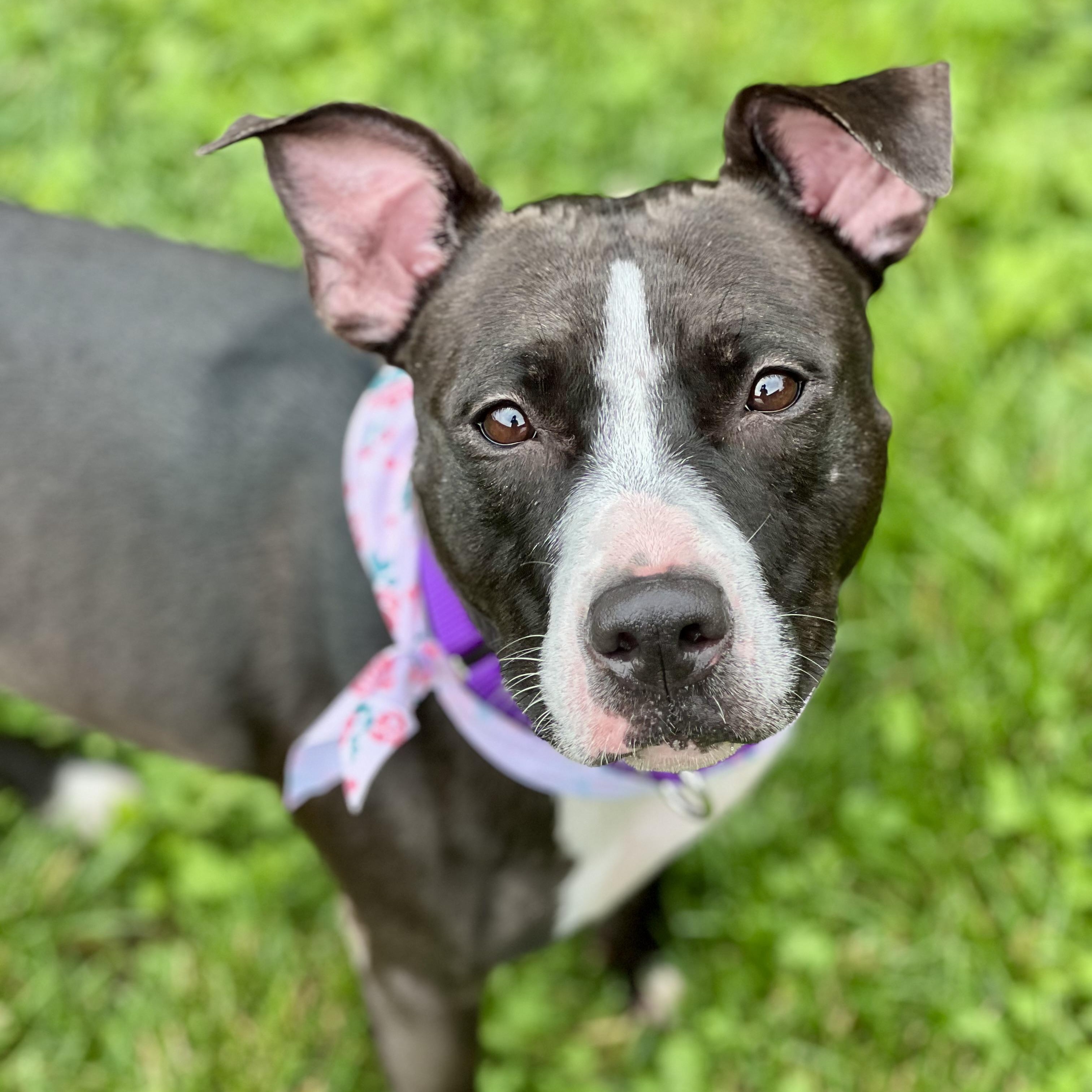 Velvet, a ADOPTABLE mixed breed in Monroe, OH image 2/5
