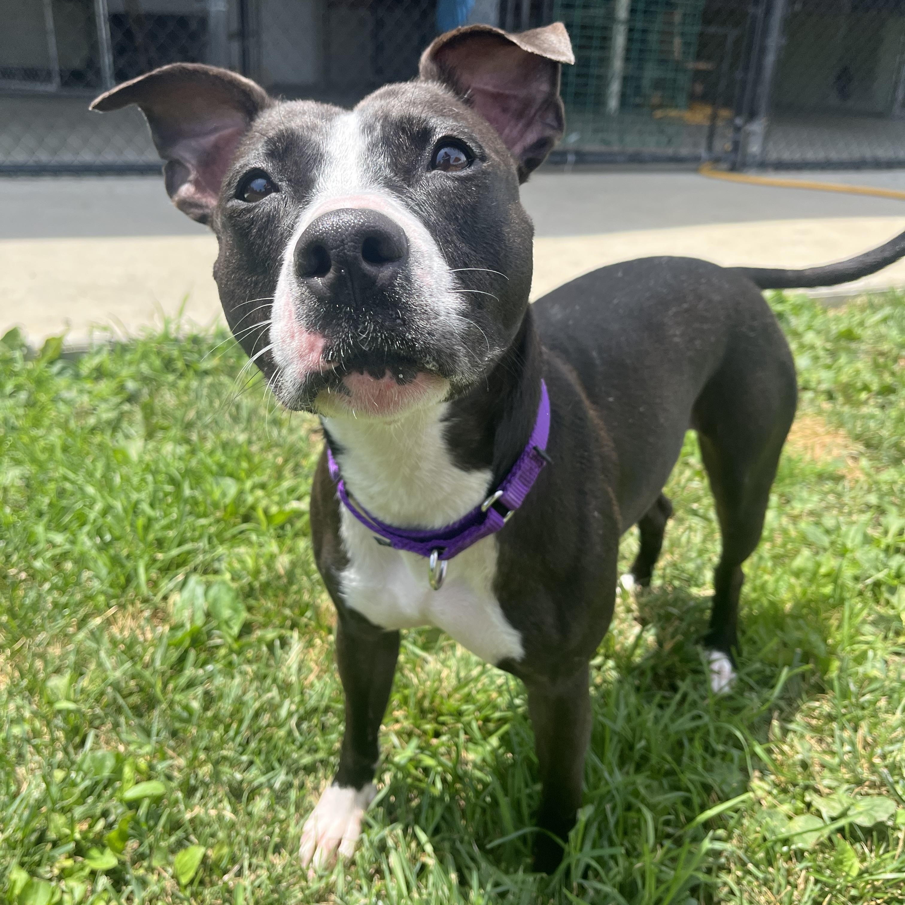 Velvet, ADOPTABLE, Adult Female Pit Bull Terrier.