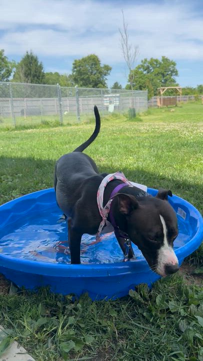 Enlarge Velvet, a ADOPTABLE mixed breed in Monroe, OH video 3/5