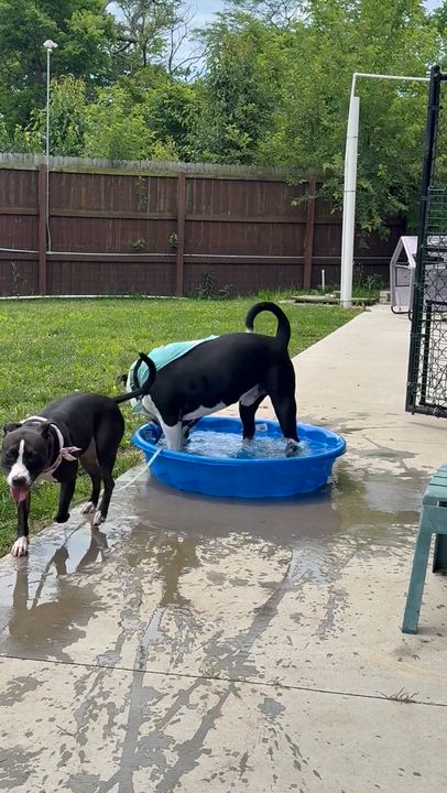 Enlarge Velvet, a ADOPTABLE mixed breed in Monroe, OH video 4/5
