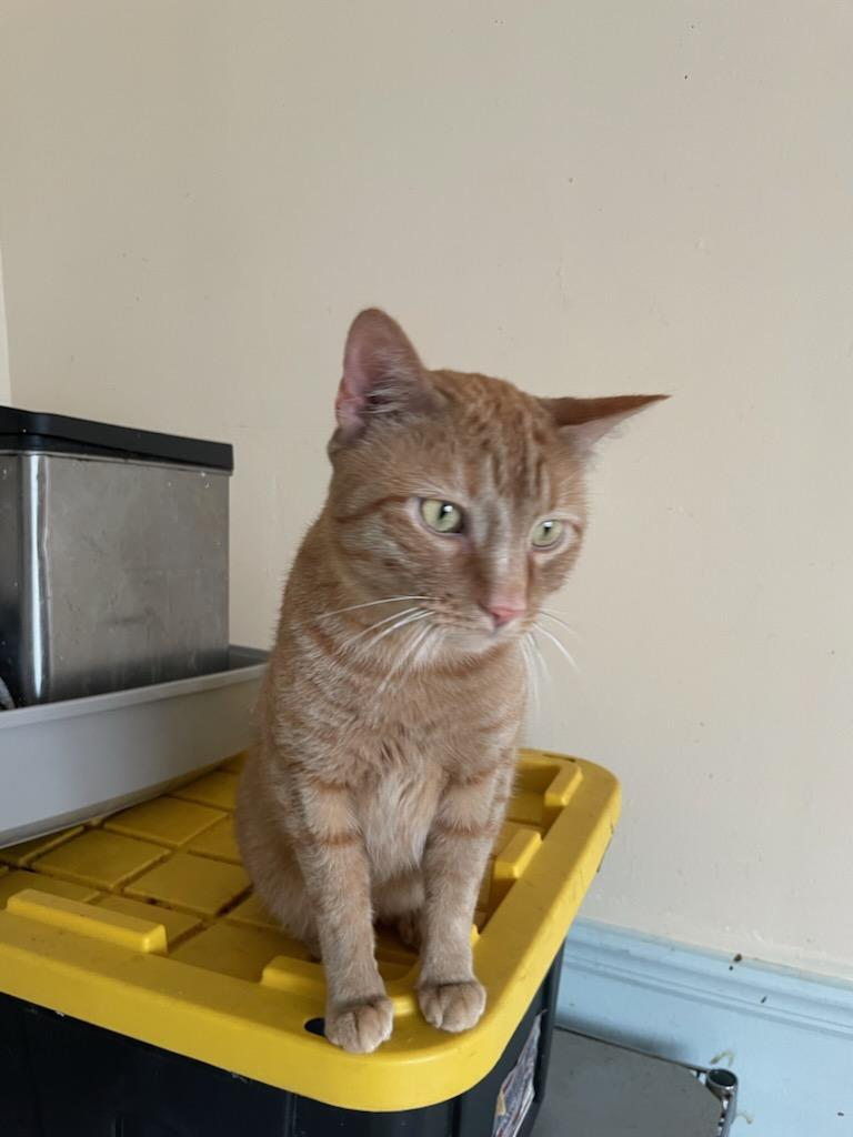 Enlarge Orange, a Adoptable Domestic Short Hair in Palisades Park, NJ image 1/3