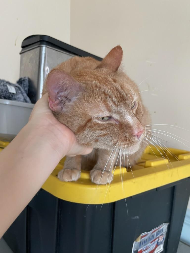 Enlarge Orange, a Adoptable Domestic Short Hair in Palisades Park, NJ image 2/3