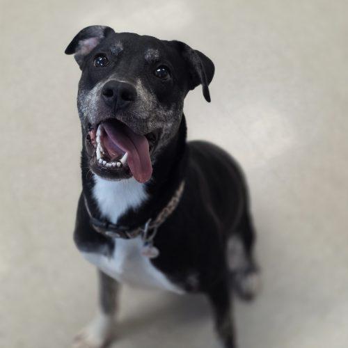 Emmie, Adoptable, Young Female Pit Bull Terrier.