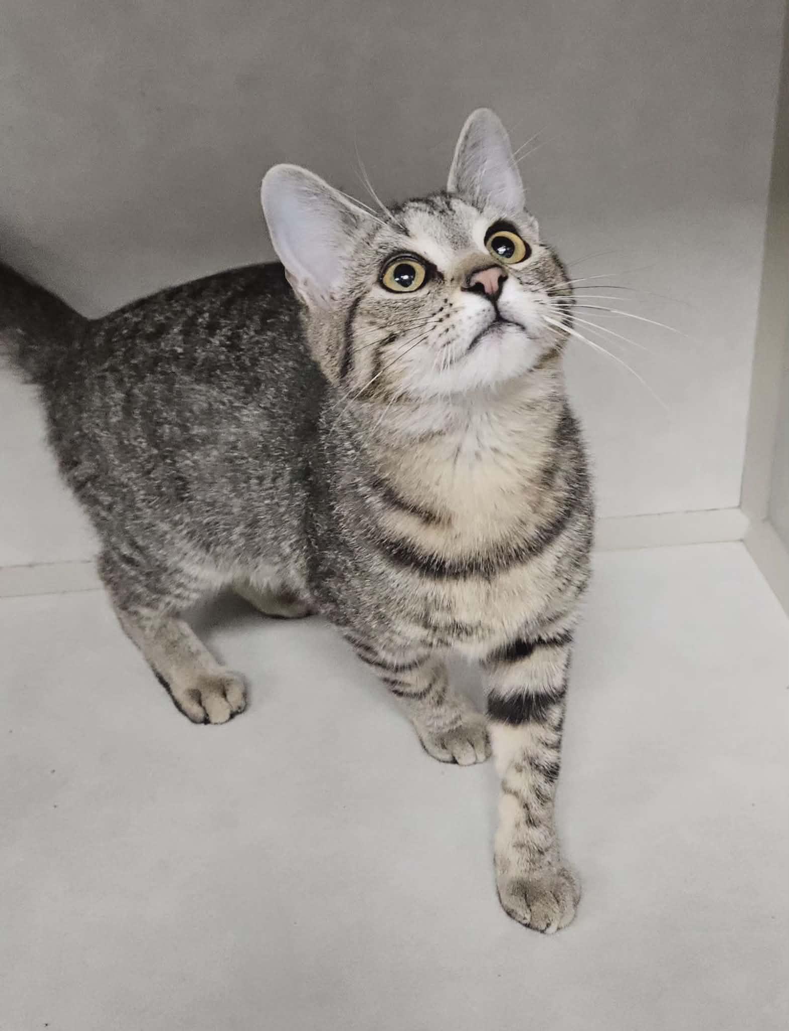 Enlarge Junebug "Bug", an adoptable Domestic Short Hair in Wapakoneta, OH image 1/4