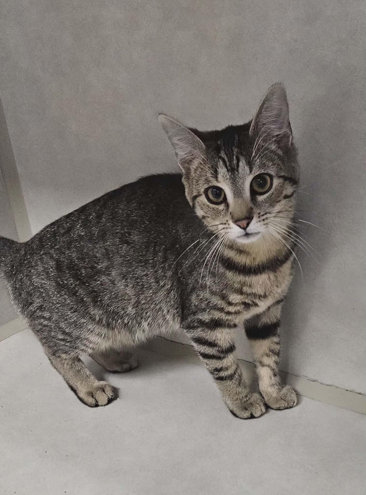 Enlarge Junebug "Bug", an adoptable Domestic Short Hair in Wapakoneta, OH image 2/4