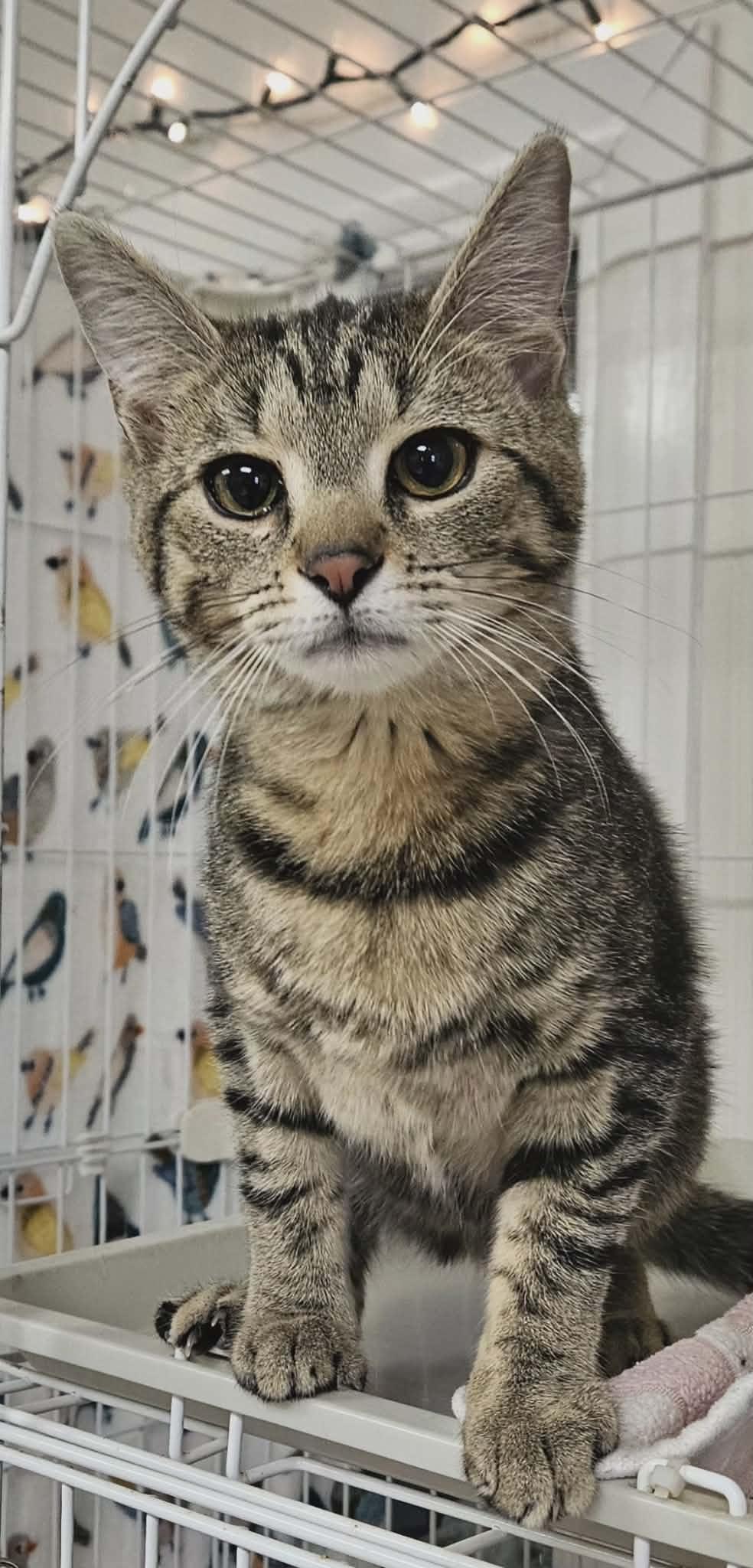 Junebug "Junie", Adoptable, Young Female Domestic Short Hair.