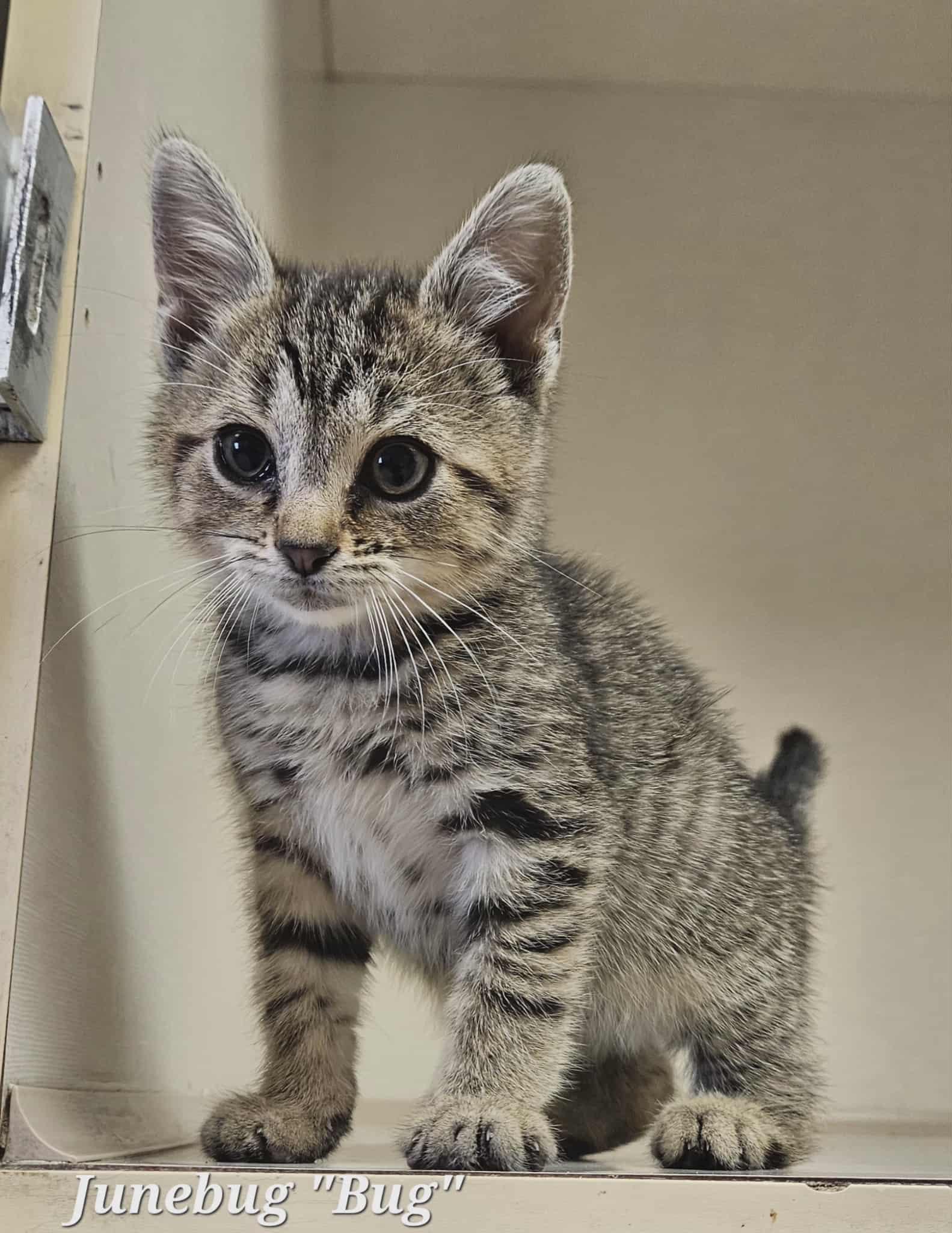 Enlarge Junebug "Bug", an adoptable Domestic Short Hair in Wapakoneta, OH image 1/2