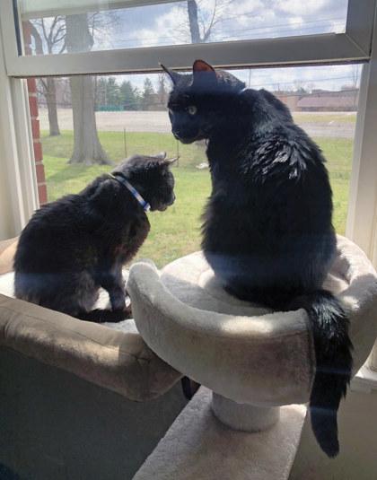 Fatboy (Bonded to Rudy)(In Foster), a Adoptable Domestic Short Hair in Fishers, IN image 1/3