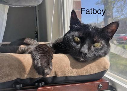 Fatboy (bonded to Rudy)(in foster), Adoptable, Senior Male Domestic Short Hair & Domestic Short Hair.