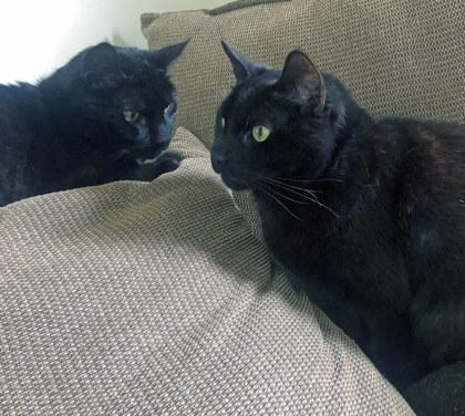 Fatboy (Bonded to Rudy)(In Foster), a Adoptable Domestic Short Hair image 3/3