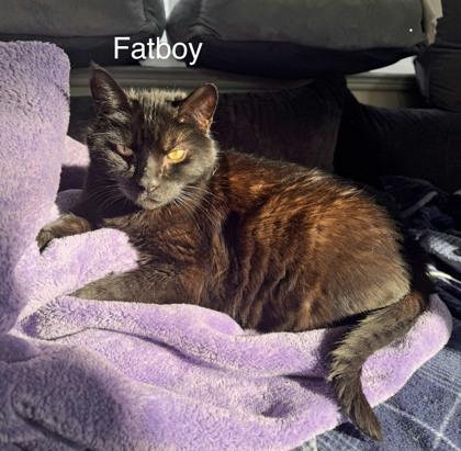 Fatboy (bonded to Rudy)(in foster), a Adoptable Domestic Short Hair in Fishers, IN image 2/3