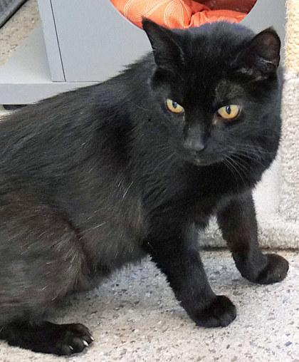 Enlarge Fatboy (Bonded to Rudy)(In Foster), a Adoptable Domestic Short Hair in Fishers, IN image 3/3