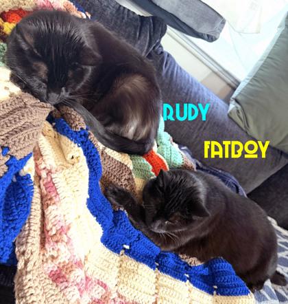 Fatboy (bonded to Rudy)(in foster), a Adoptable Domestic Short Hair in Fishers, IN image 3/3