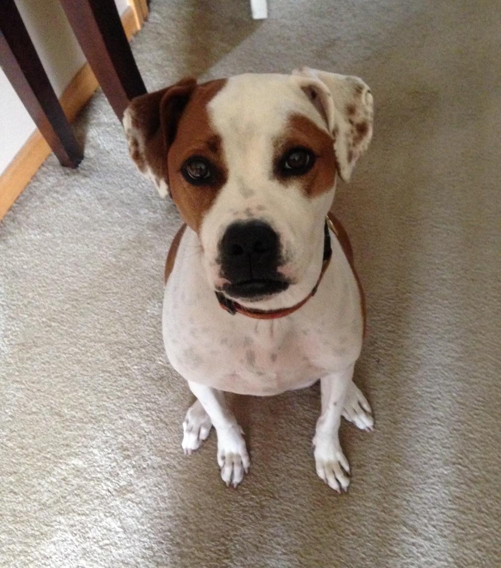 Lulu, a Adoptable mixed breed in Wadsworth, OH image 1/3