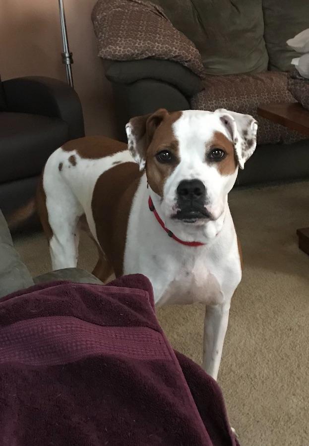 Lulu, a Adoptable mixed breed in Wadsworth, OH image 2/3