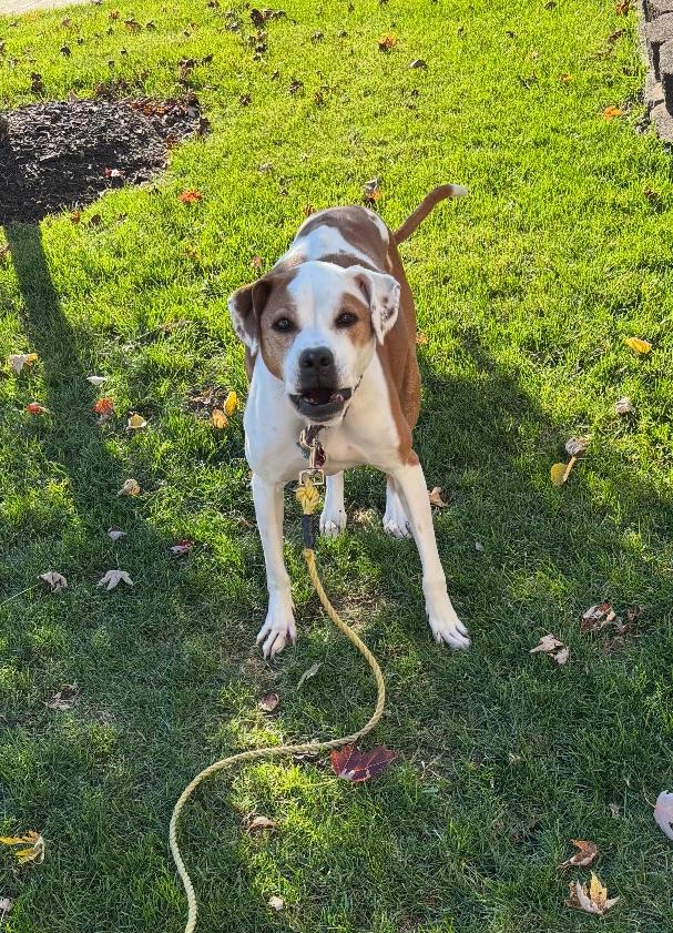 Lulu, Adoptable, Senior Female Boxer & Pit Bull Terrier.